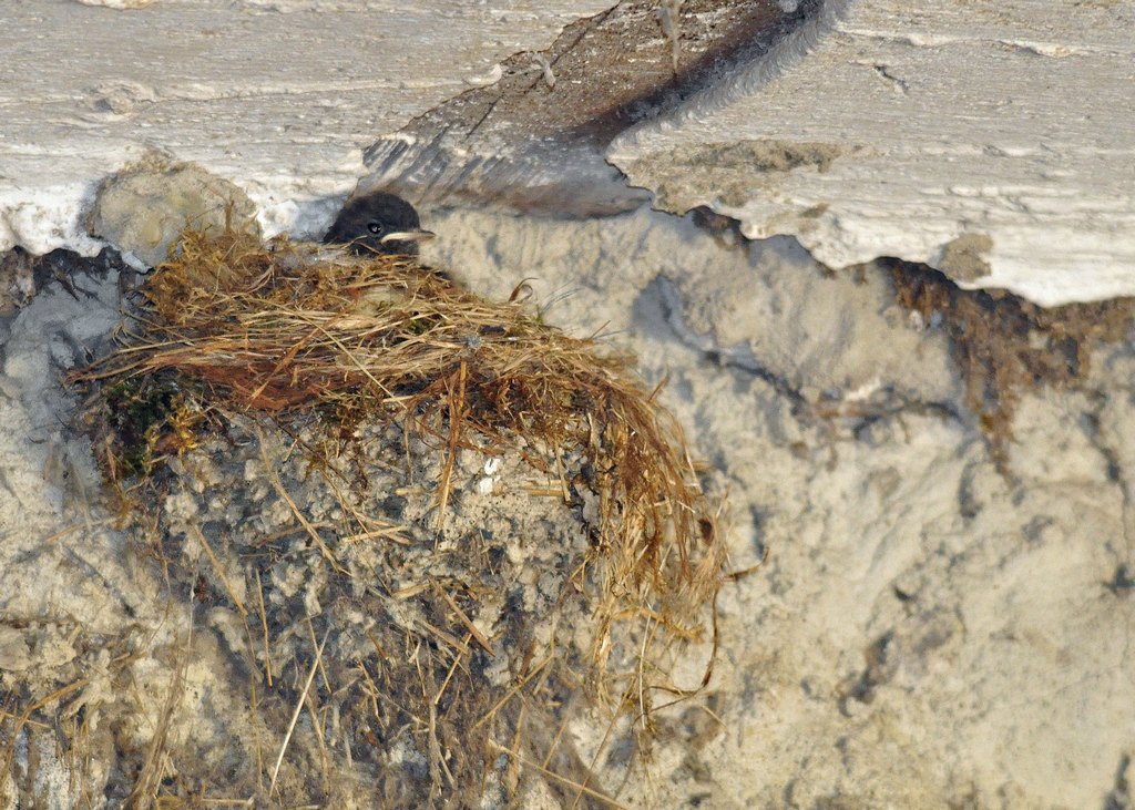 black redstart nesting