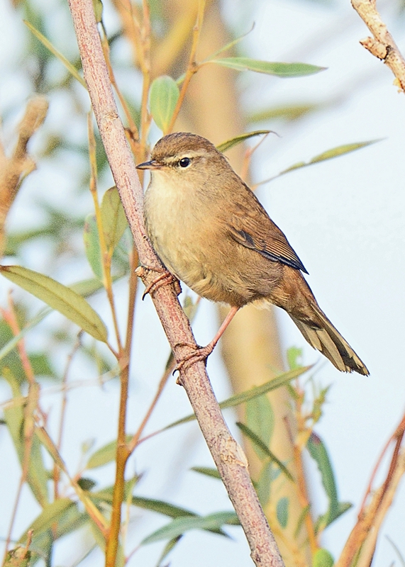 Cetti's warbler