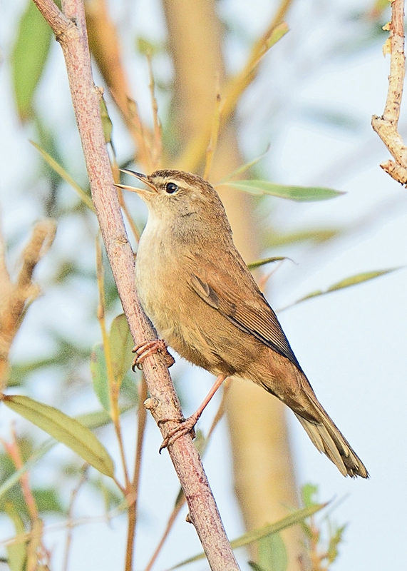 Cetti's warbler