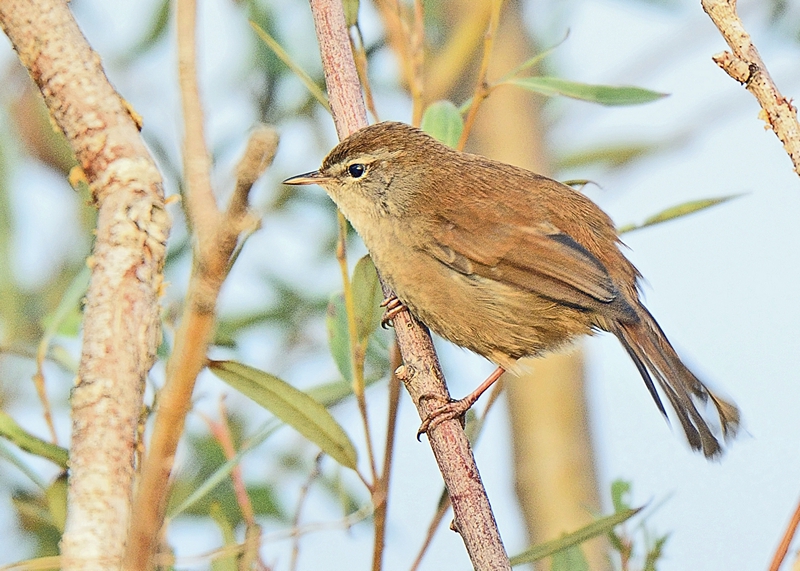 bouscarle de Cetti